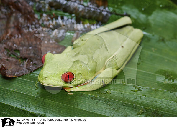 Rotaugenlaubfrosch / red-eyed tree frog / JR-05443