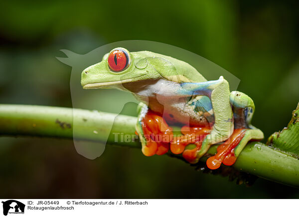 Rotaugenlaubfrosch / red-eyed tree frog / JR-05449