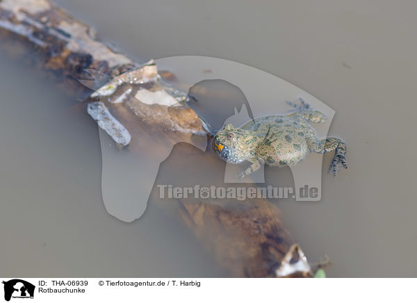 Rotbauchunke / firebellied toad / THA-06939