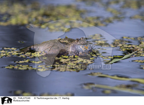 Rotbauchunke / firebellied toad / THA-07046