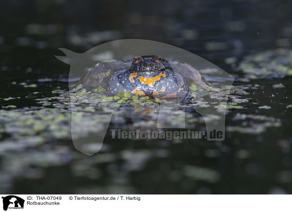 Rotbauchunke / firebellied toad / THA-07049