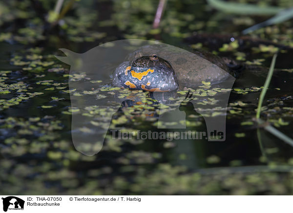 Rotbauchunke / firebellied toad / THA-07050