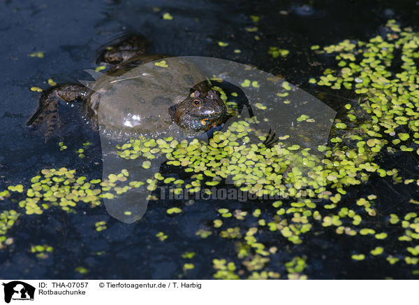 Rotbauchunke / firebellied toad / THA-07057