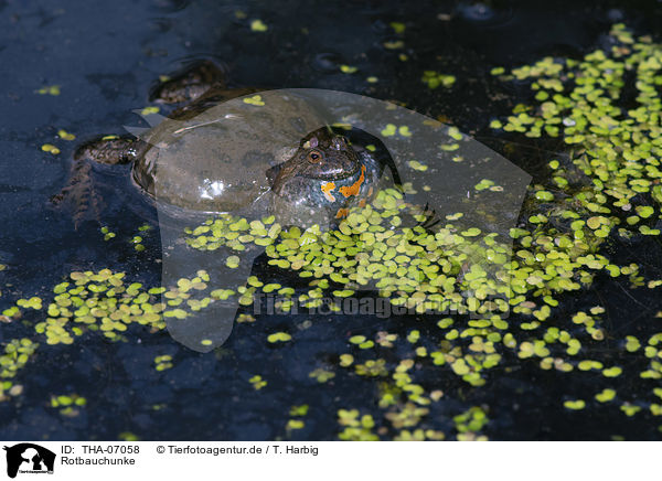 Rotbauchunke / firebellied toad / THA-07058