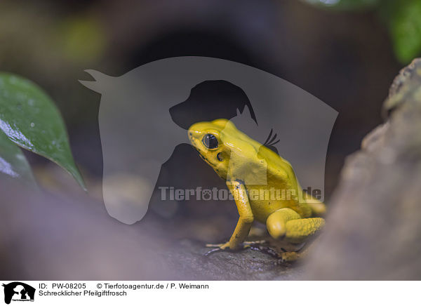 Schrecklicher Pfeilgiftfrosch / Golden Poison Frog / PW-08205