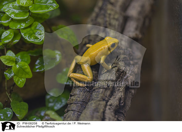 Schrecklicher Pfeilgiftfrosch / Golden Poison Frog / PW-08208