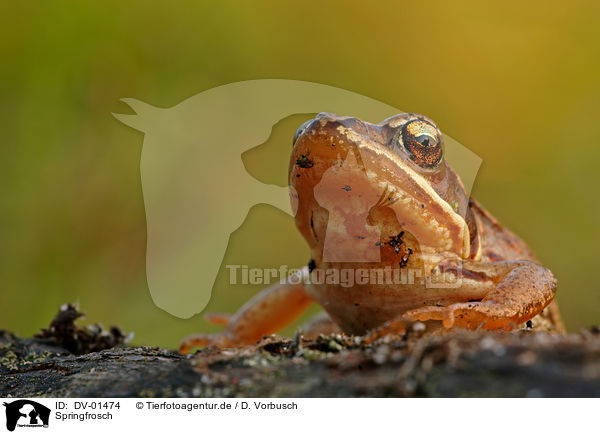 Springfrosch / frog / DV-01474
