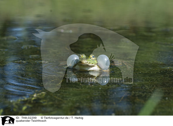 quakender Teichfrosch / THA-02299