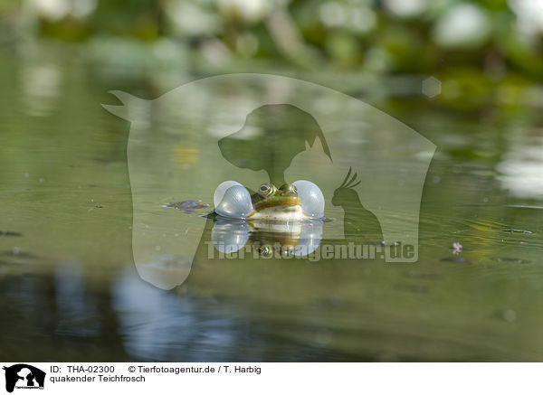 quakender Teichfrosch / THA-02300