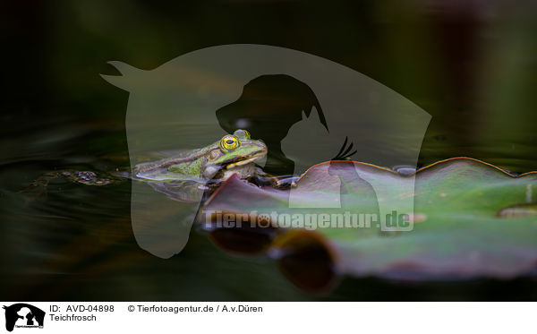 Teichfrosch / green frog / AVD-04898