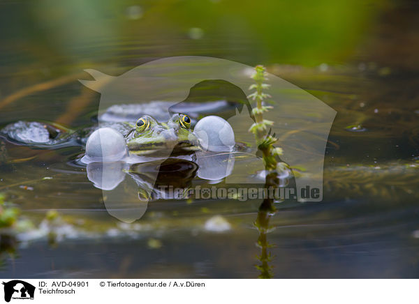 Teichfrosch / AVD-04901