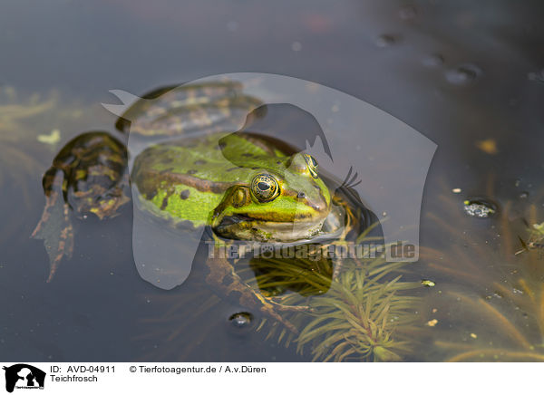 Teichfrosch / AVD-04911