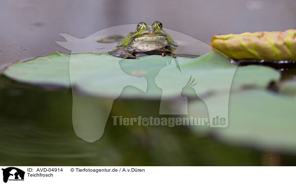 Teichfrosch / green frog / AVD-04914