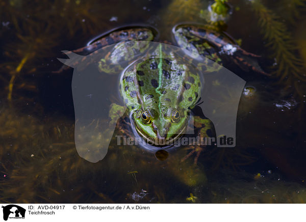 Teichfrosch / AVD-04917