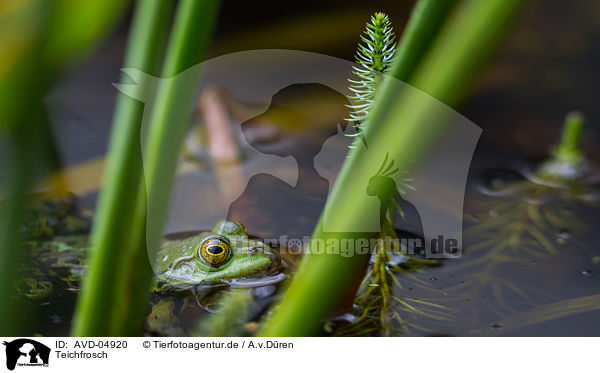 Teichfrosch / AVD-04920