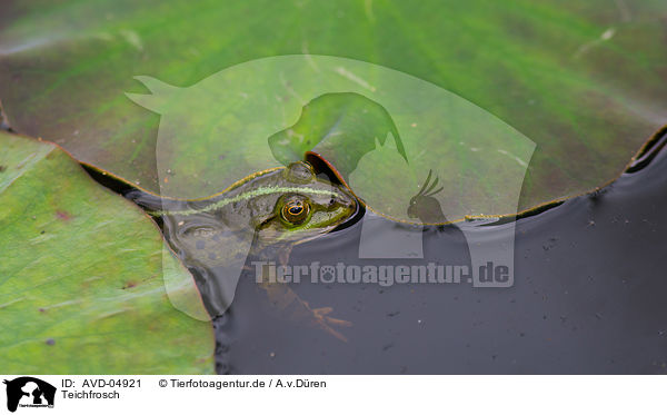 Teichfrosch / green frog / AVD-04921