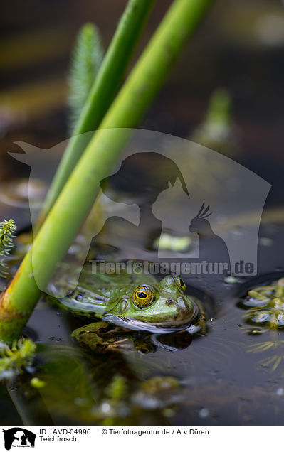 Teichfrosch / green frog / AVD-04996