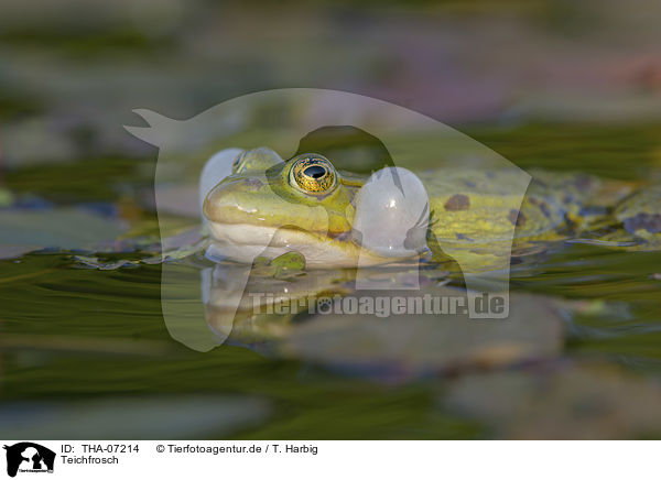 Teichfrosch / Green Frog / THA-07214