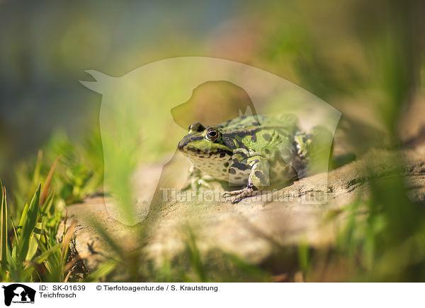 Teichfrosch / Green Frog / SK-01639