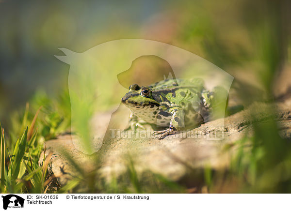 Teichfrosch / SK-01639