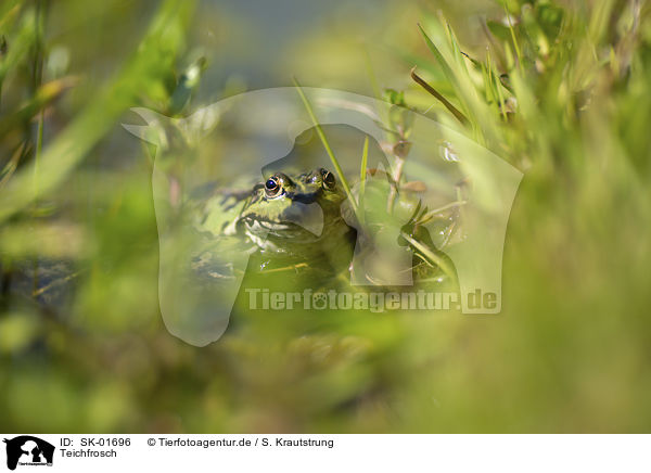 Teichfrosch / SK-01696