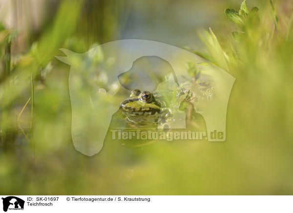 Teichfrosch / SK-01697