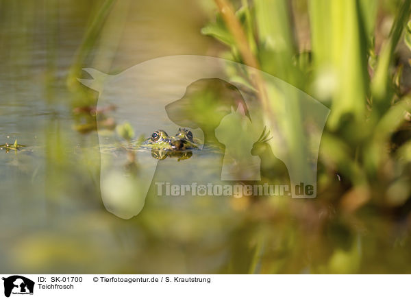Teichfrosch / Green Frog / SK-01700