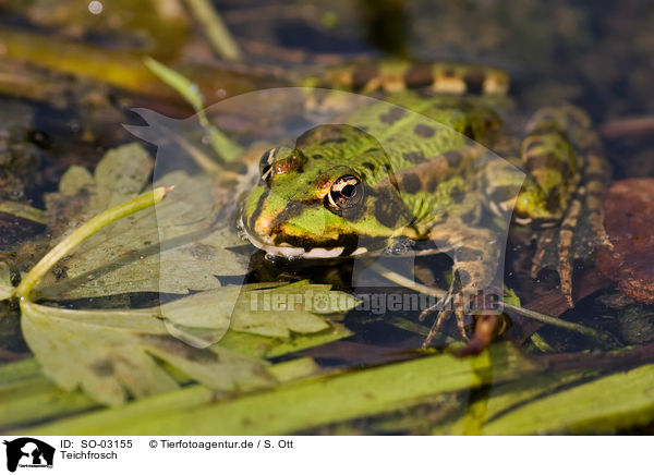 Teichfrosch / green frog / SO-03155