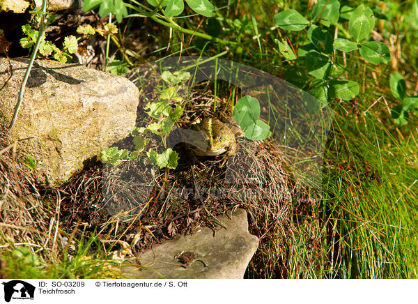 Teichfrosch / green frog / SO-03209