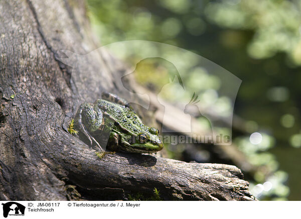 Teichfrosch / green frog / JM-06117