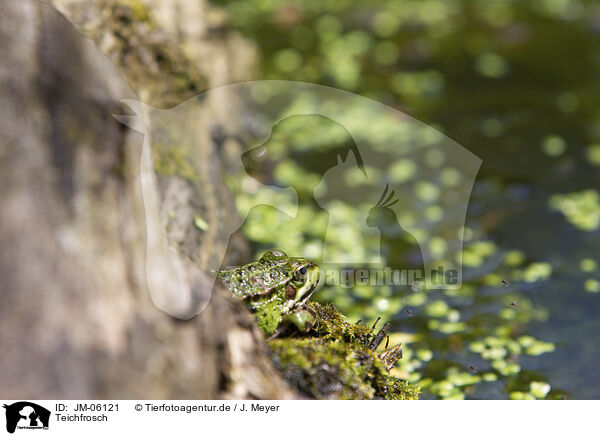 Teichfrosch / JM-06121