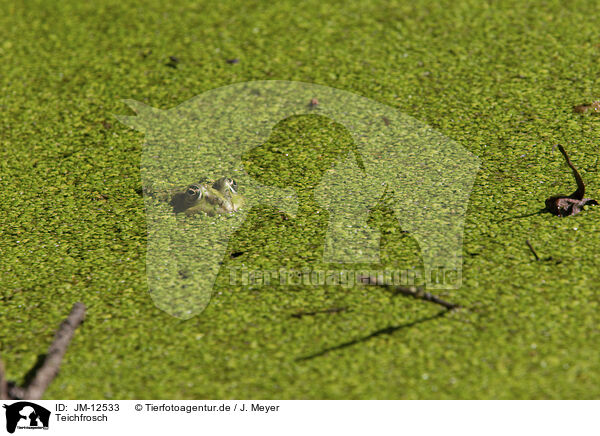 Teichfrosch / green frog / JM-12533