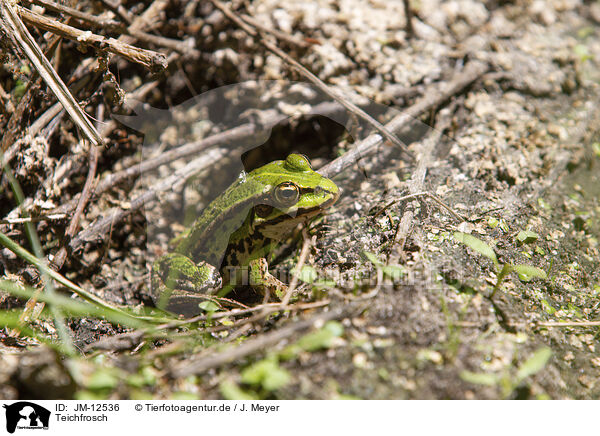 Teichfrosch / green frog / JM-12536