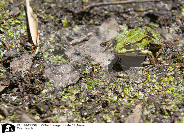 Teichfrosch / JM-12538