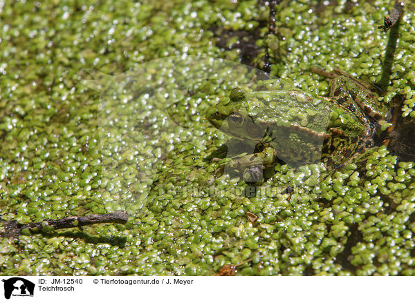 Teichfrosch / green frog / JM-12540