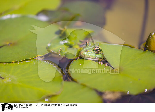 Teichfrosch / green frog / PW-14938