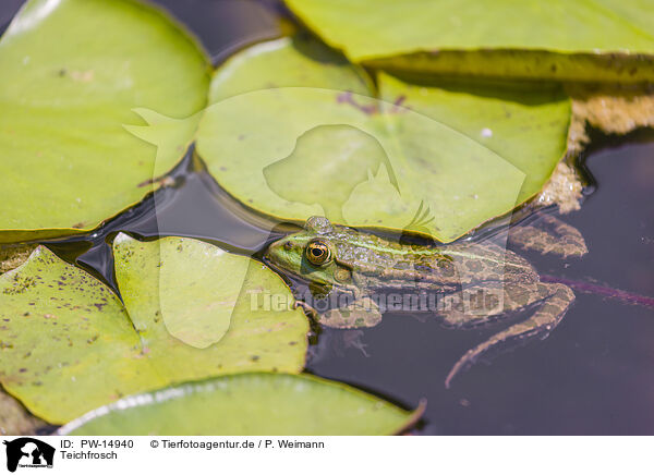 Teichfrosch / green frog / PW-14940