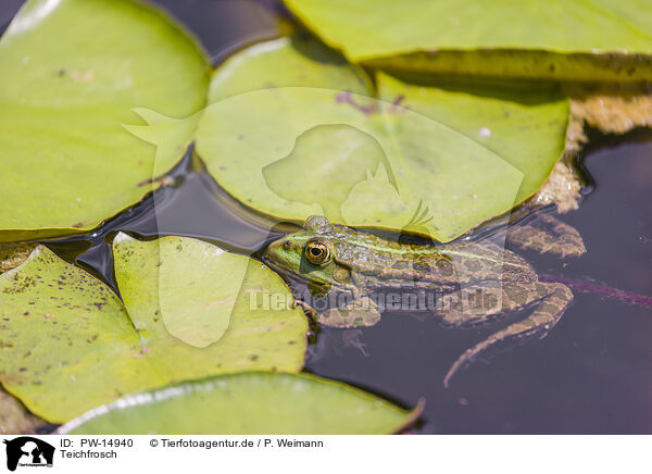 Teichfrosch / PW-14940