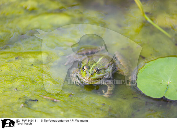 Teichfrosch / green frog / PW-14941