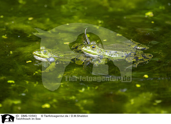Teichfrosch im See / water frog in the lake / DMS-10583