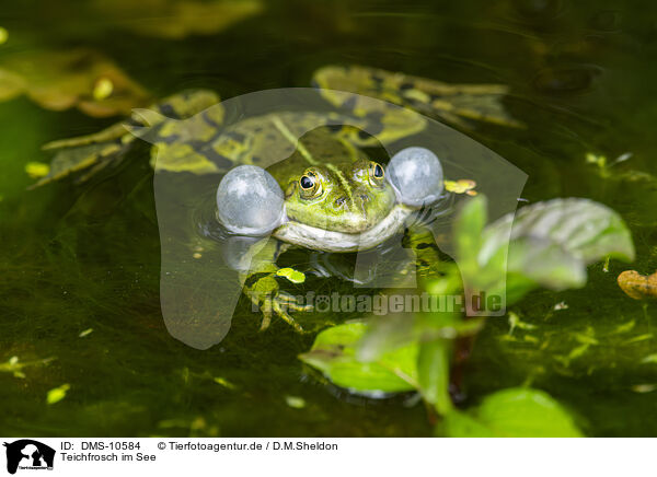 Teichfrosch im See / water frog in the lake / DMS-10584