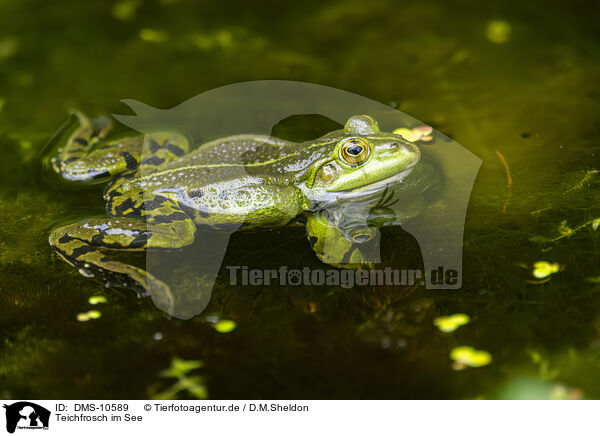 Teichfrosch im See / DMS-10589