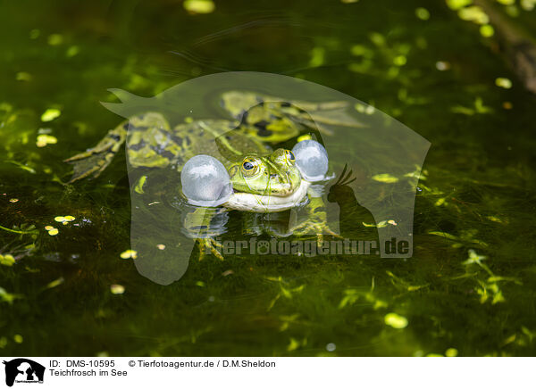 Teichfrosch im See / water frog in the lake / DMS-10595