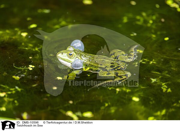 Teichfrosch im See / water frog in the lake / DMS-10596