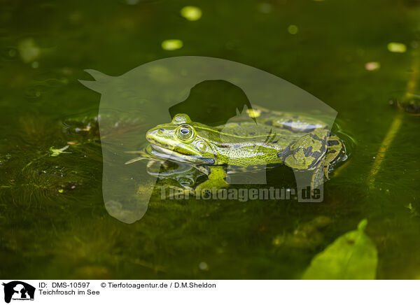 Teichfrosch im See / water frog in the lake / DMS-10597