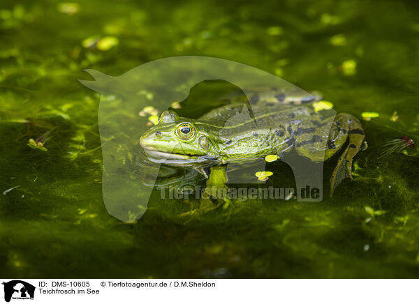 Teichfrosch im See / DMS-10605