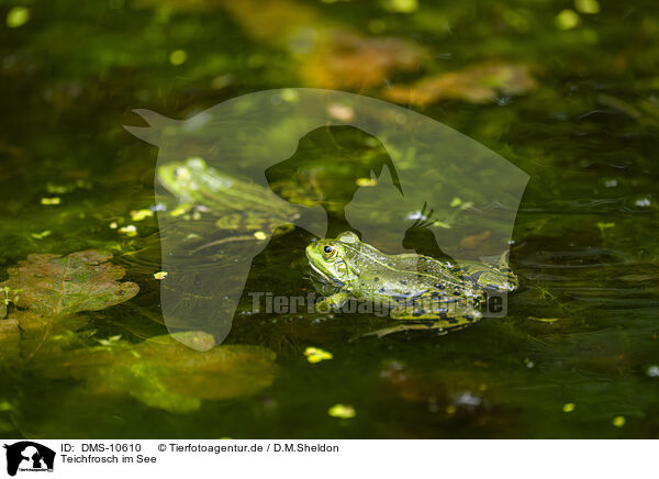 Teichfrosch im See / water frog in the lake / DMS-10610