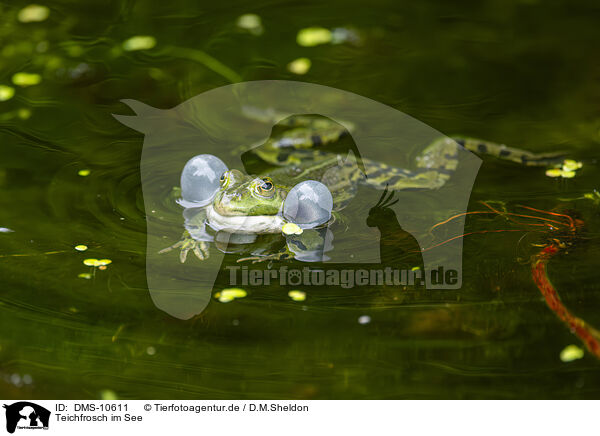 Teichfrosch im See / water frog in the lake / DMS-10611