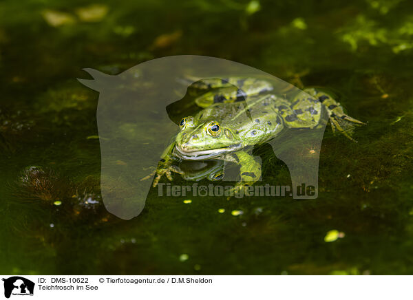 Teichfrosch im See / water frog in the lake / DMS-10622
