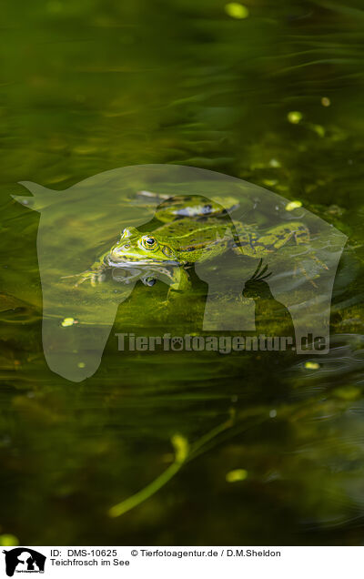 Teichfrosch im See / water frog in the lake / DMS-10625